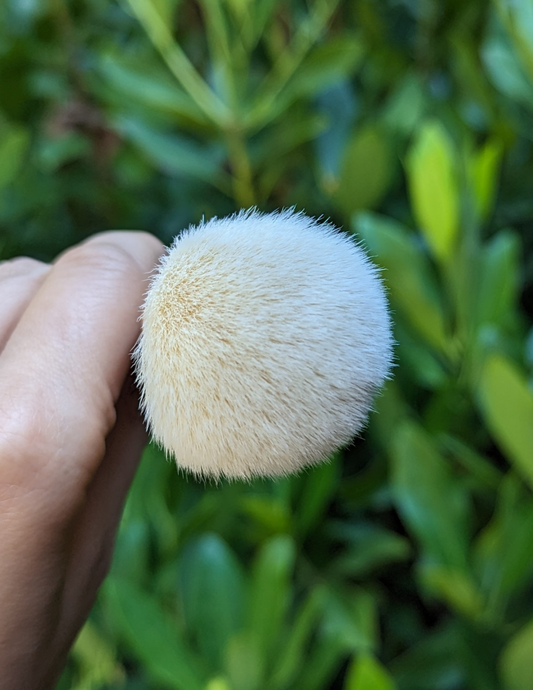 SASSYSQRL Powder Brush