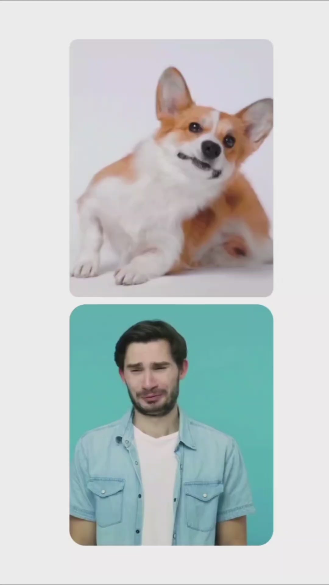 video about waterless Simply Sassy Frankincense Lavender Frolic waterless dog dry shampoo powder, container open showing powder, deodorizes and refreshes coat